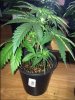 Frosty Kush Day 37.JPG