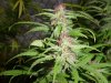 grow pics 013.jpg