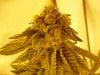 grow pics 030.jpg