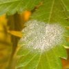 powdery-mildew.jpg