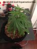 Humboldt Seed Organisation Blue Dream 3.JPG