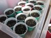 seedlings 2015 007.JPG