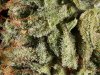 Vertigo Trichome Craziness.jpg