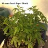 Nirvana Seeds Super Skunk.JPG