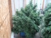 Winter summer grow pix 2012 - 2013 032.jpg