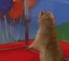 1232550297_Dramatic chipmunk.gif