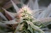 BlueDream-Day26-2.JPG