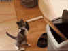 cat-batting-tube.gif