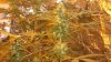 new cfl grow 026.jpg