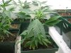 TWO DAY OLD N CLONES 001.jpg