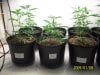 Grow#2_1_08_09 002.jpg