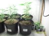 Grow#2_1_08_09 003.jpg