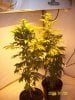 Grow#2_1_08_09 004.jpg