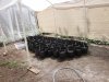 greenhouse update 4-11-2015 004.JPG