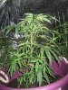 black domina, purple #1, seed 9-25 016.jpg