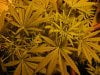 black domina, purple #1, seed 9-25 039.jpg