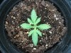 black domina, purple #1, seed 9-25 059.jpg