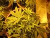 black domina, purple #1, seed 9-25 043.jpg