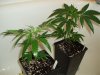 Clones - Day 42.jpg