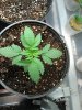 black domina, purple #1, seed 9-25 066.jpg