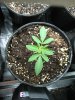 black domina, purple #1, seed 9-25 065.jpg