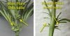 male-female-plant-differences-how-to-1.jpg