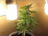 51 daze 1 wk flower female_0009.jpg