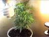 51 daze 1 wk flower female_0002.jpg