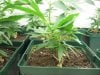 TWO DAY OLD N CLONES 002.jpg