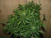 RD 33 days flower038.jpg