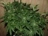 RD 33 days flower017.jpg