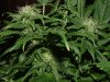 RD 33 days flower028.jpg