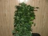 RD 33 days flower001.jpg