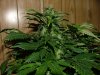 RD 33 days flower003.jpg