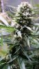 BlueDream-Day45-1.JPG