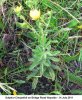 0-0-340-sulphur-cinquefoil-bridge-14.07.11.jpeg