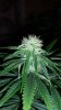 cherry pie2 weeks flower top.jpg