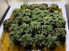 277513d1230061062-600hps-hydro-grow-14-plants-246517d1227205095-600-watt-small-grow.jpg