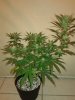 SD3 4 weeks Flower.jpg