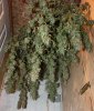 BlueDream1-Day58-Harvest-2.JPG