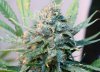 BlueDream-Day55-1.JPG