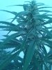 SD3 35days flower frosty.jpg