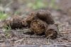 27416544-close-up-photo-of-some-dog-shit-on-the-ground.jpg