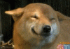 1265648927_happy-dog-is-happy[1].gif