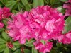 magenta rhodie 002.JPG