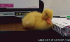 Sleepy-duck-o.gif