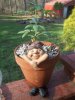 Pot Gnome.JPG