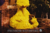 big-bird-300.png