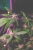 flowering_week_2_cannabis_marihuana-2.jpg