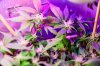 flowering_week_2_cannabis_marihuana-3.jpg